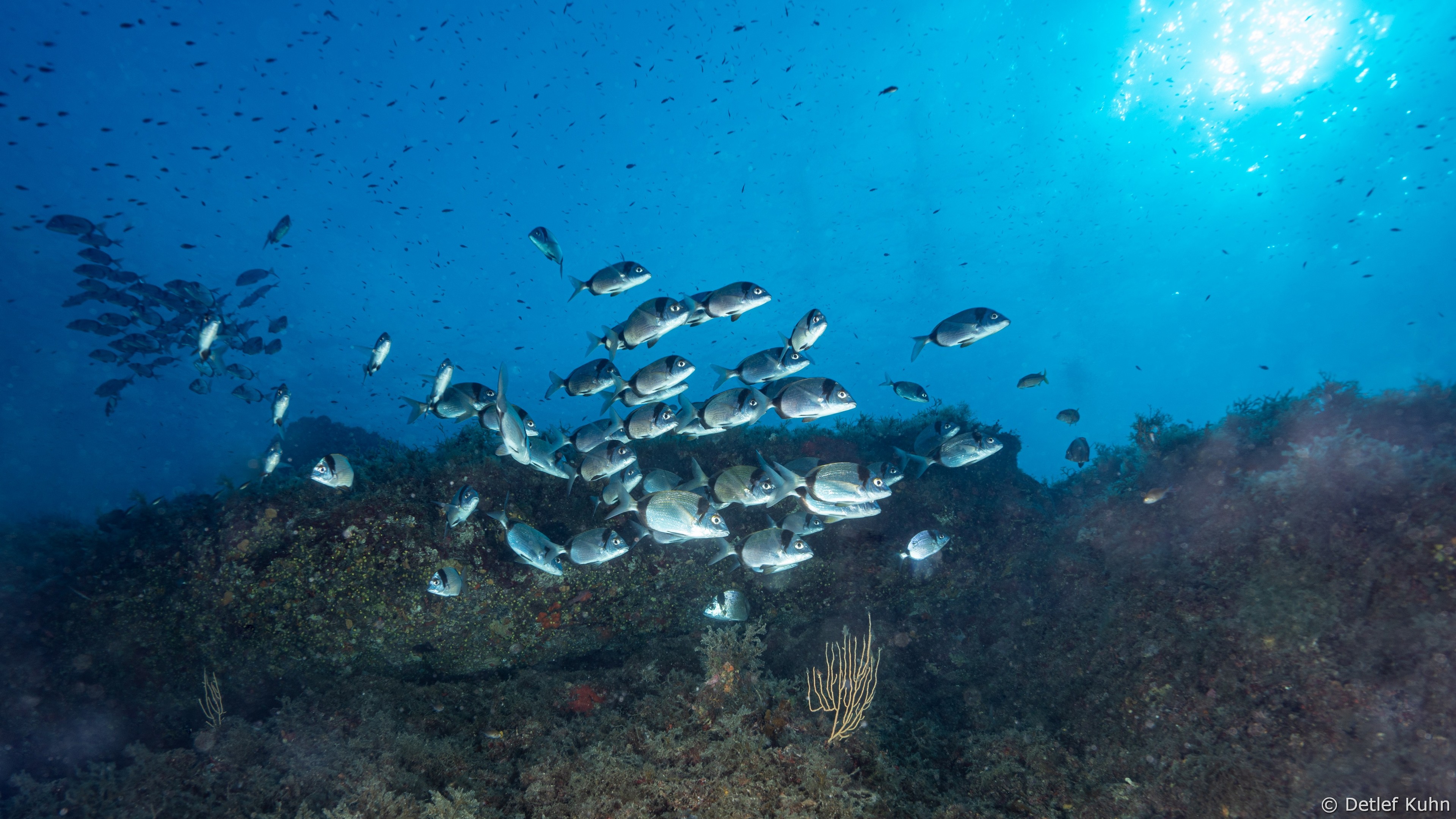 Punta Chiappa Levante	