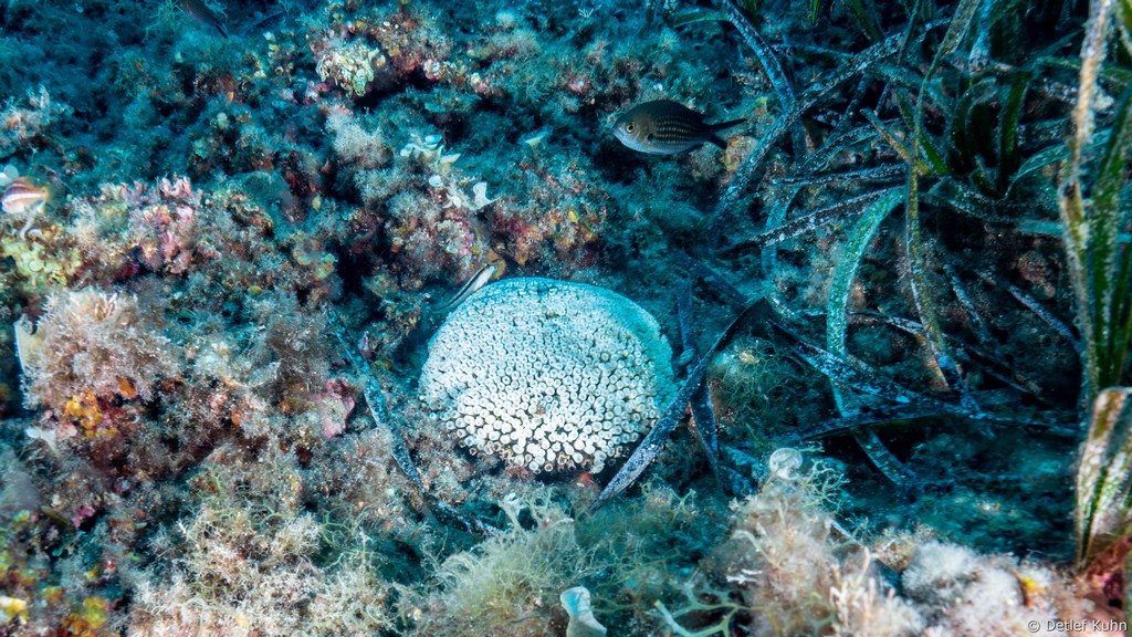 Punta Chiappa Levante	