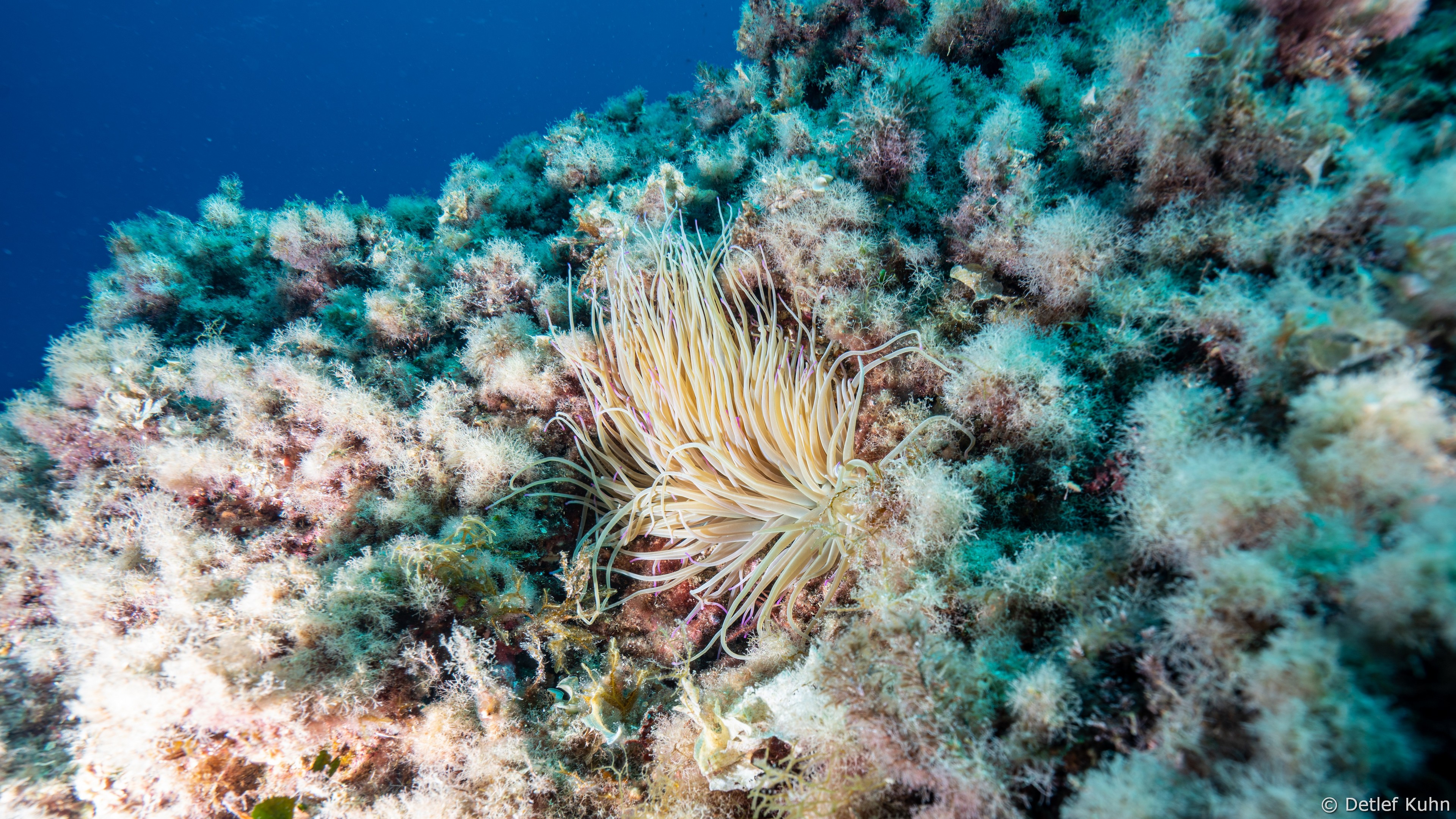 Punta Chiappa Levante	
