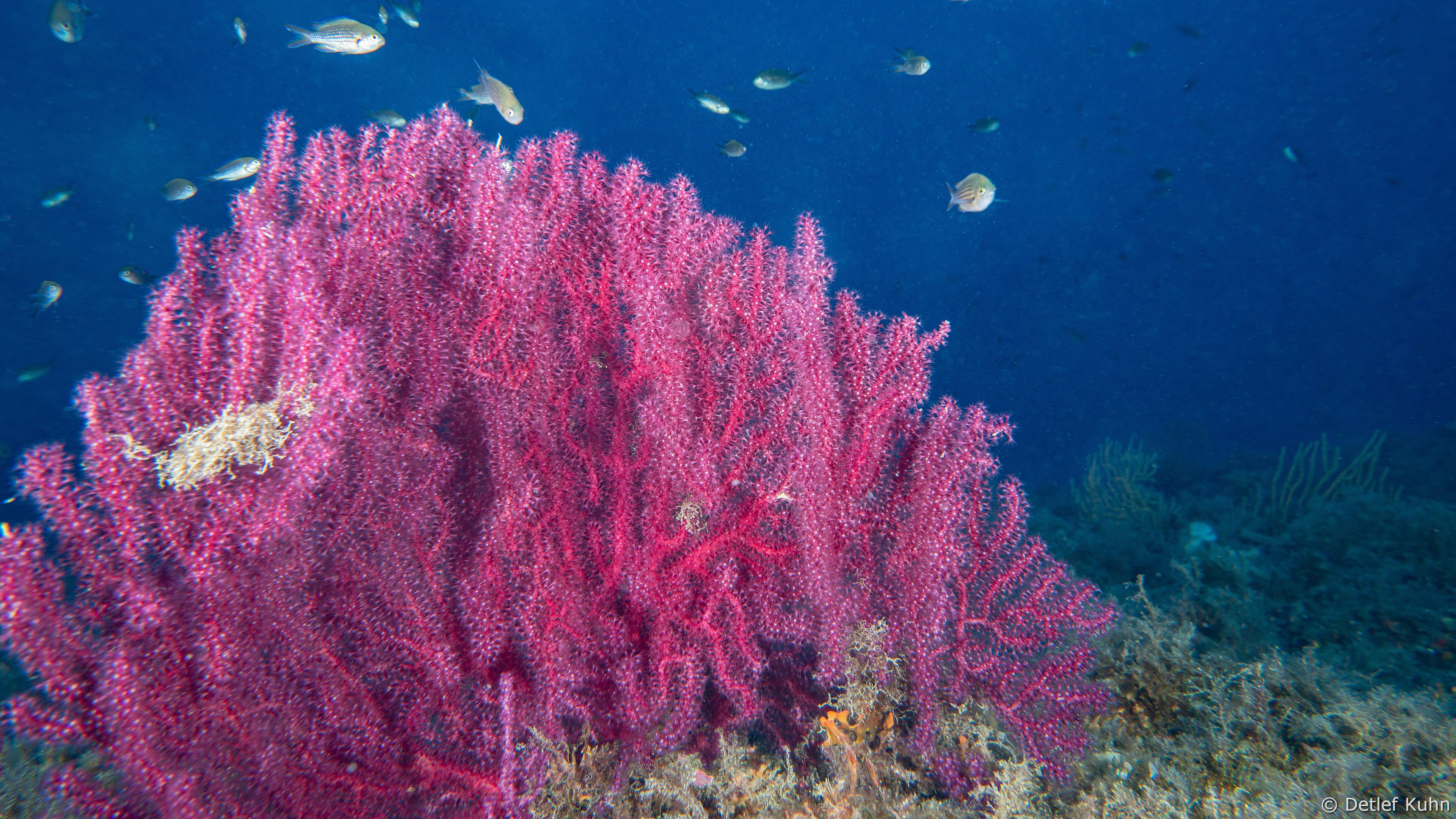 Punta Chiappa Levante	