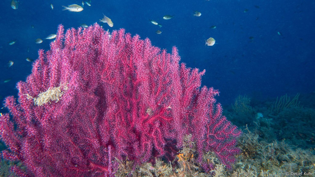 Punta Chiappa Levante	
