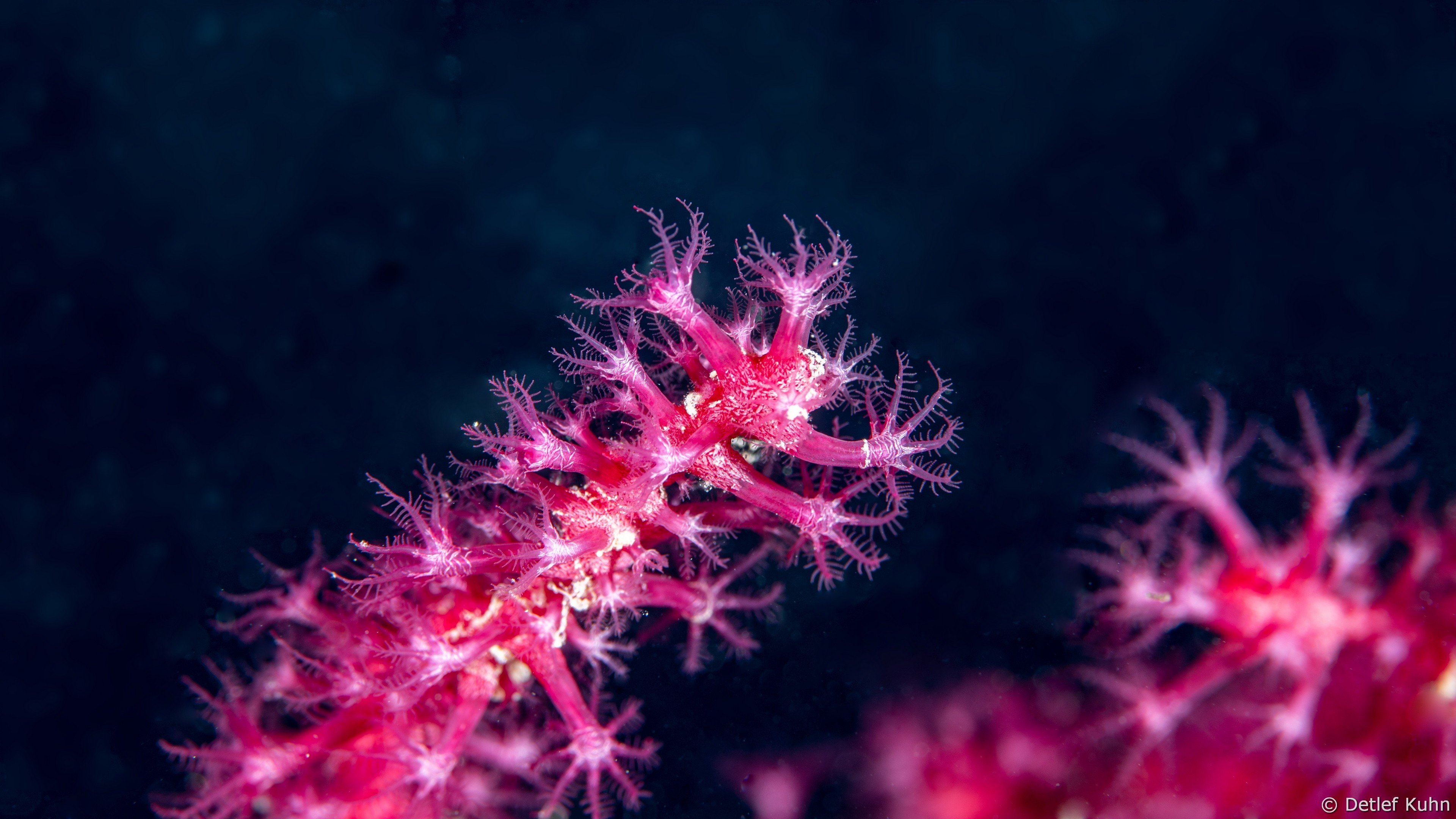 Punta Chiappa Levante	