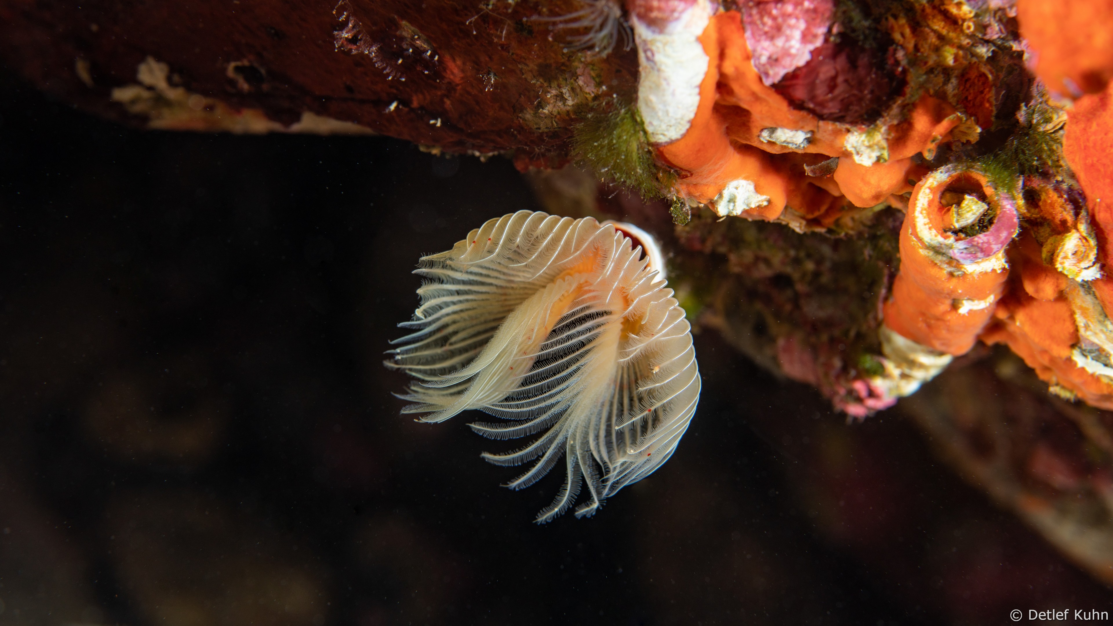 Punta Chiappa Levante	