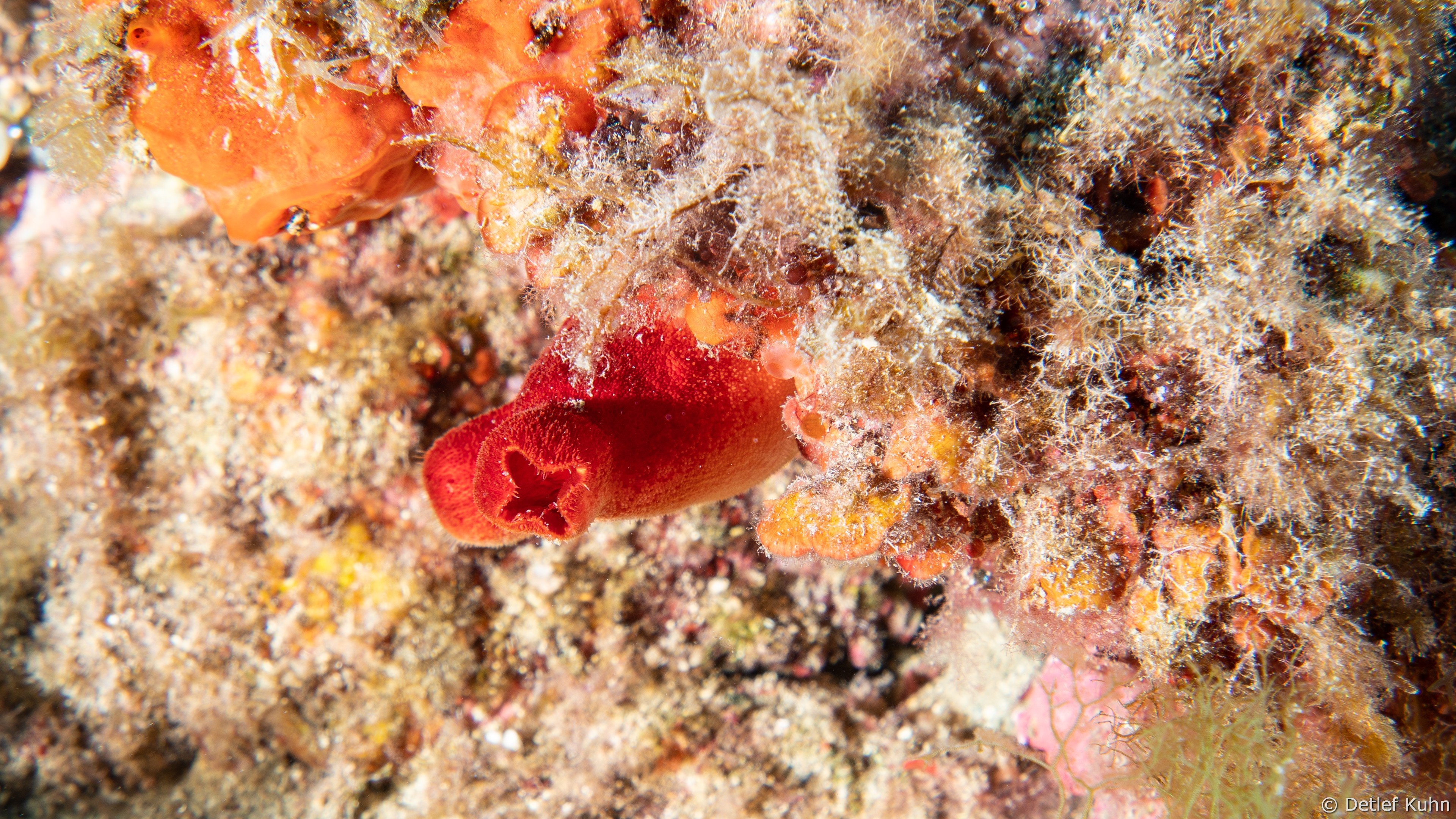 Punta Chiappa Levante	