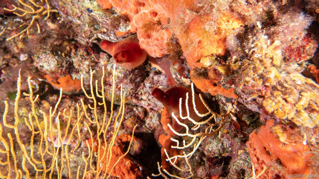 Punta Chiappa Levante	