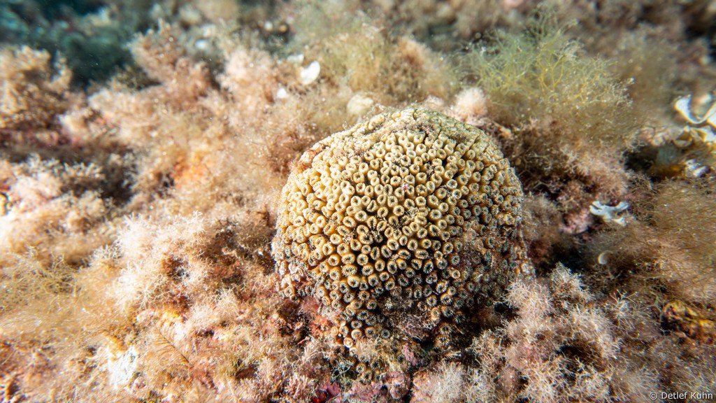 Punta Chiappa Levante	