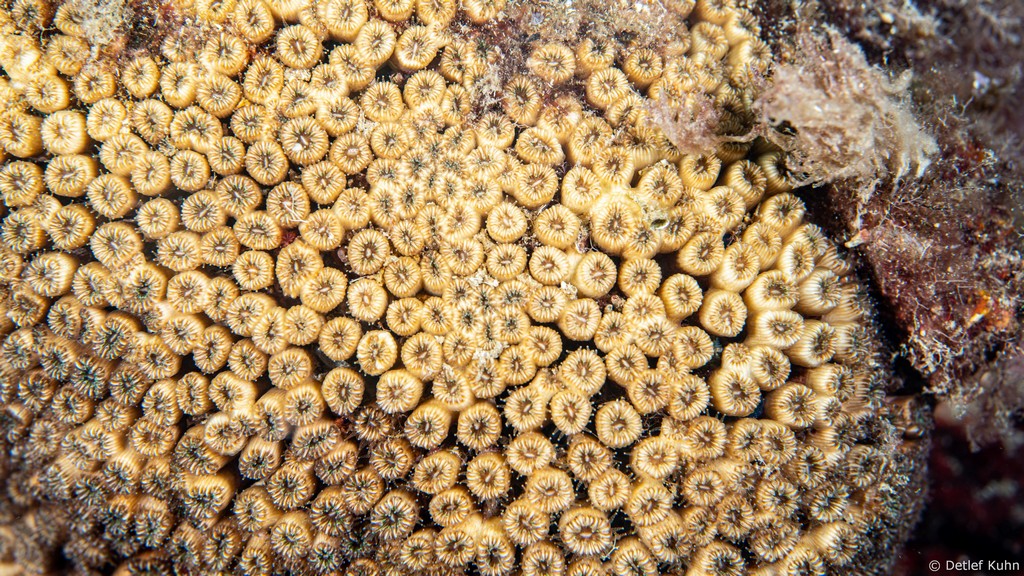 Punta Chiappa Ponente	