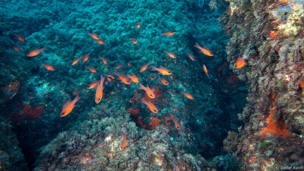 Punta Chiappa Ponente	