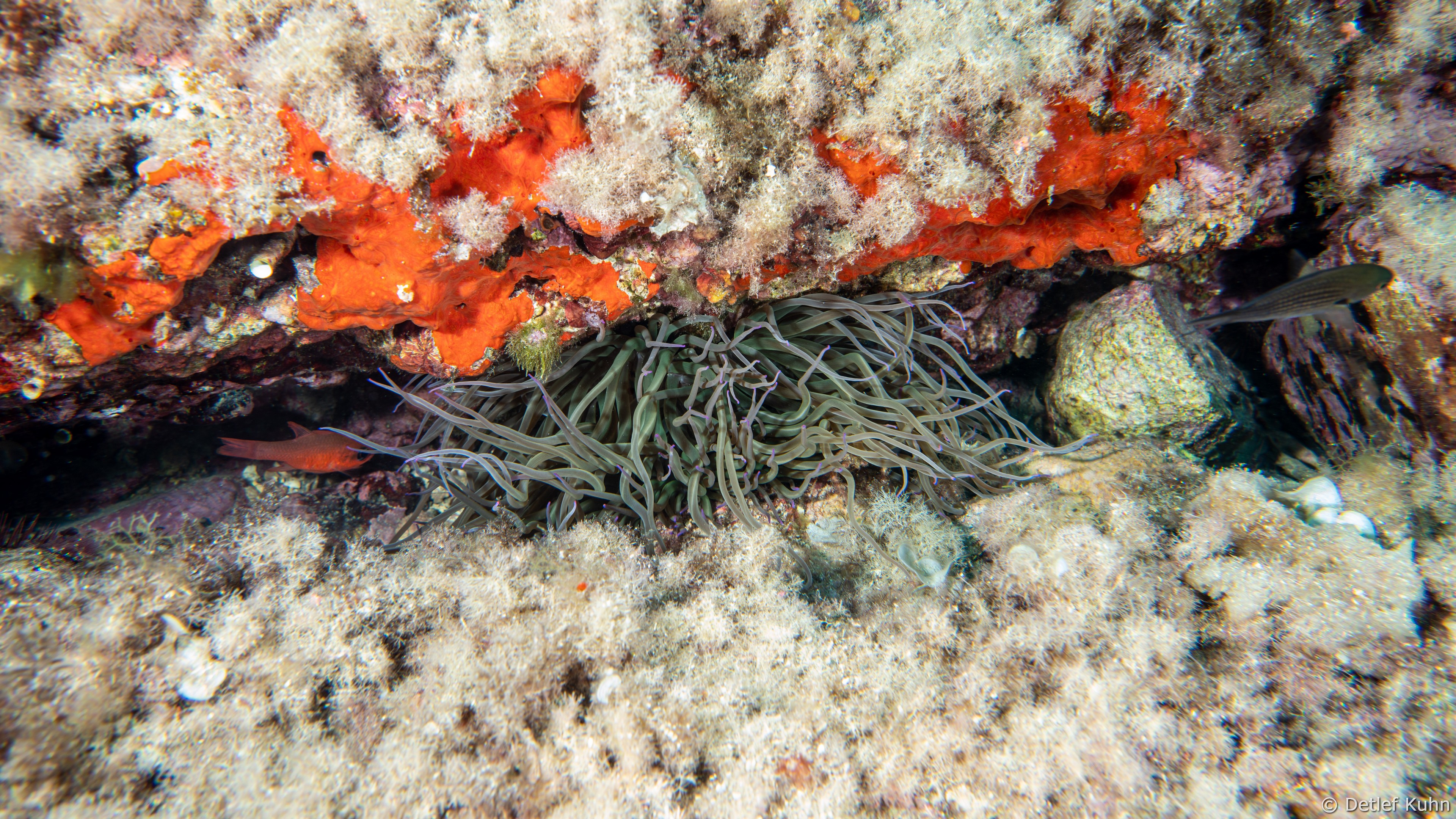 Punta Chiappa Ponente	