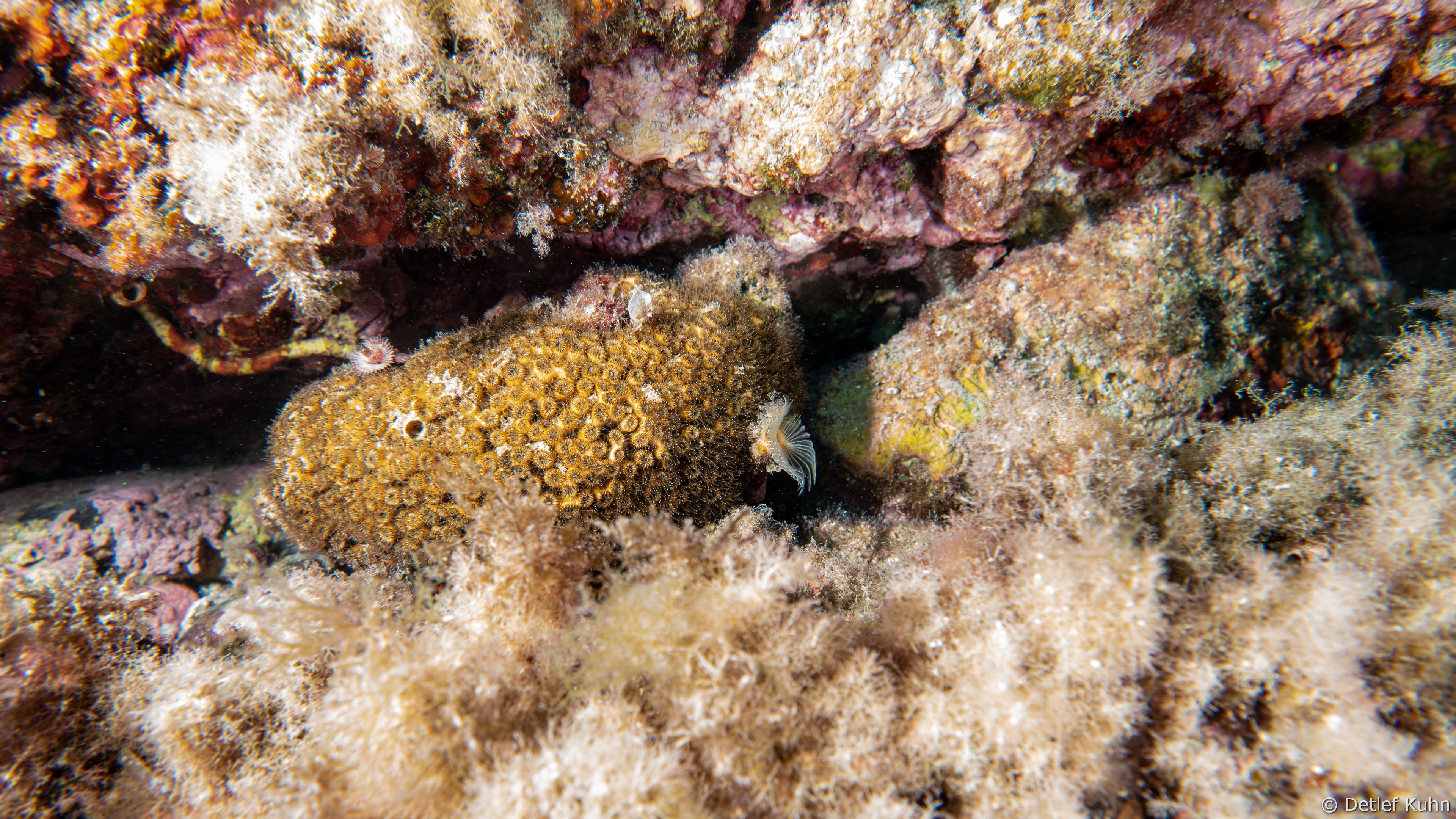 Punta Chiappa Ponente	