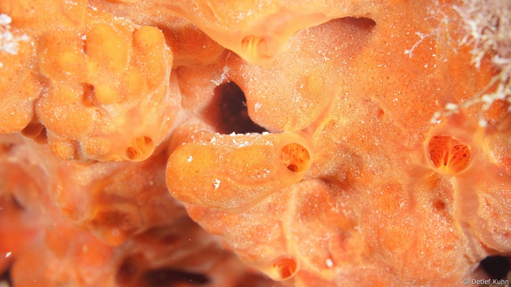 Punta Chiappa Ponente	