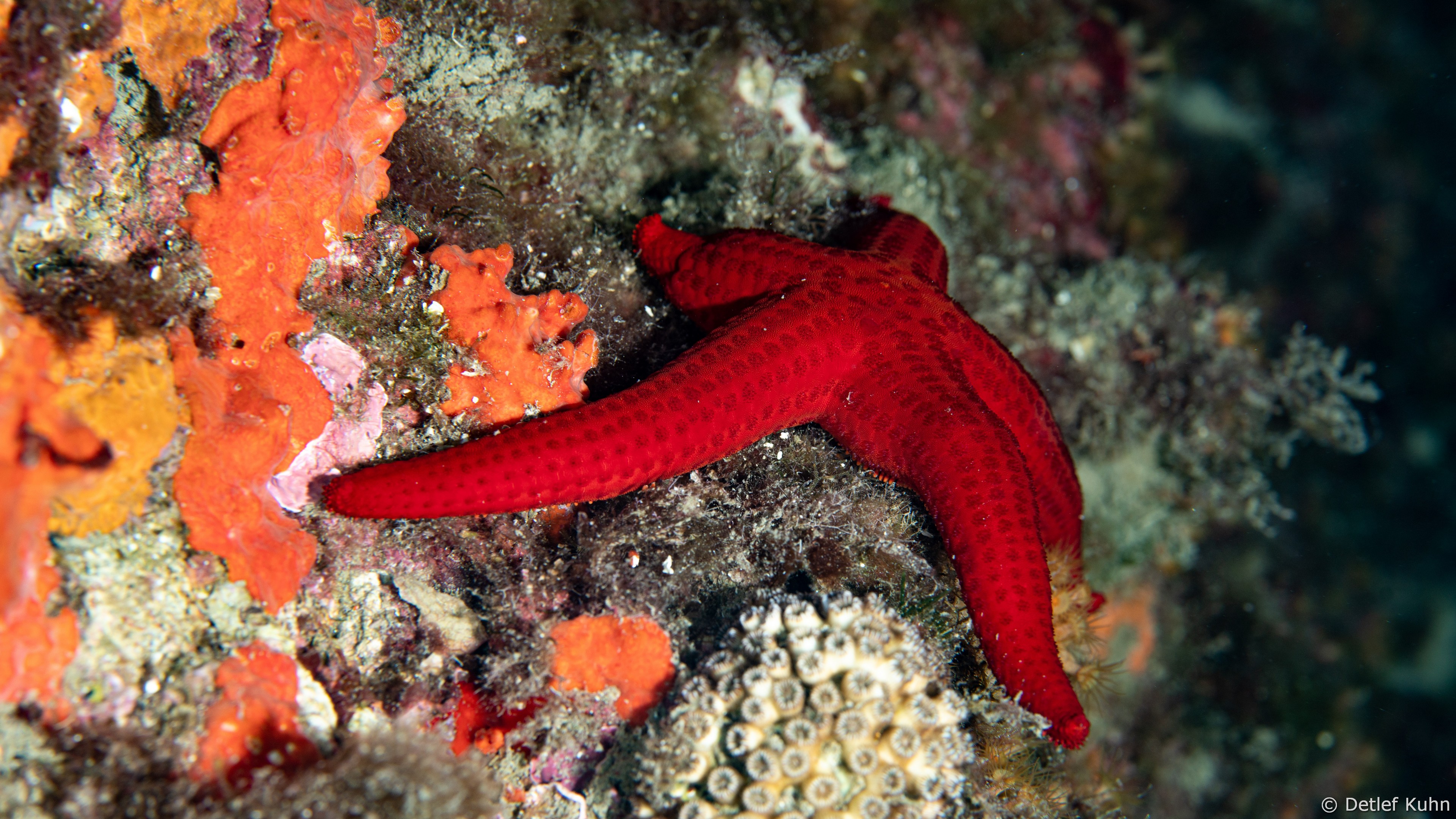 Punta Chiappa Ponente	