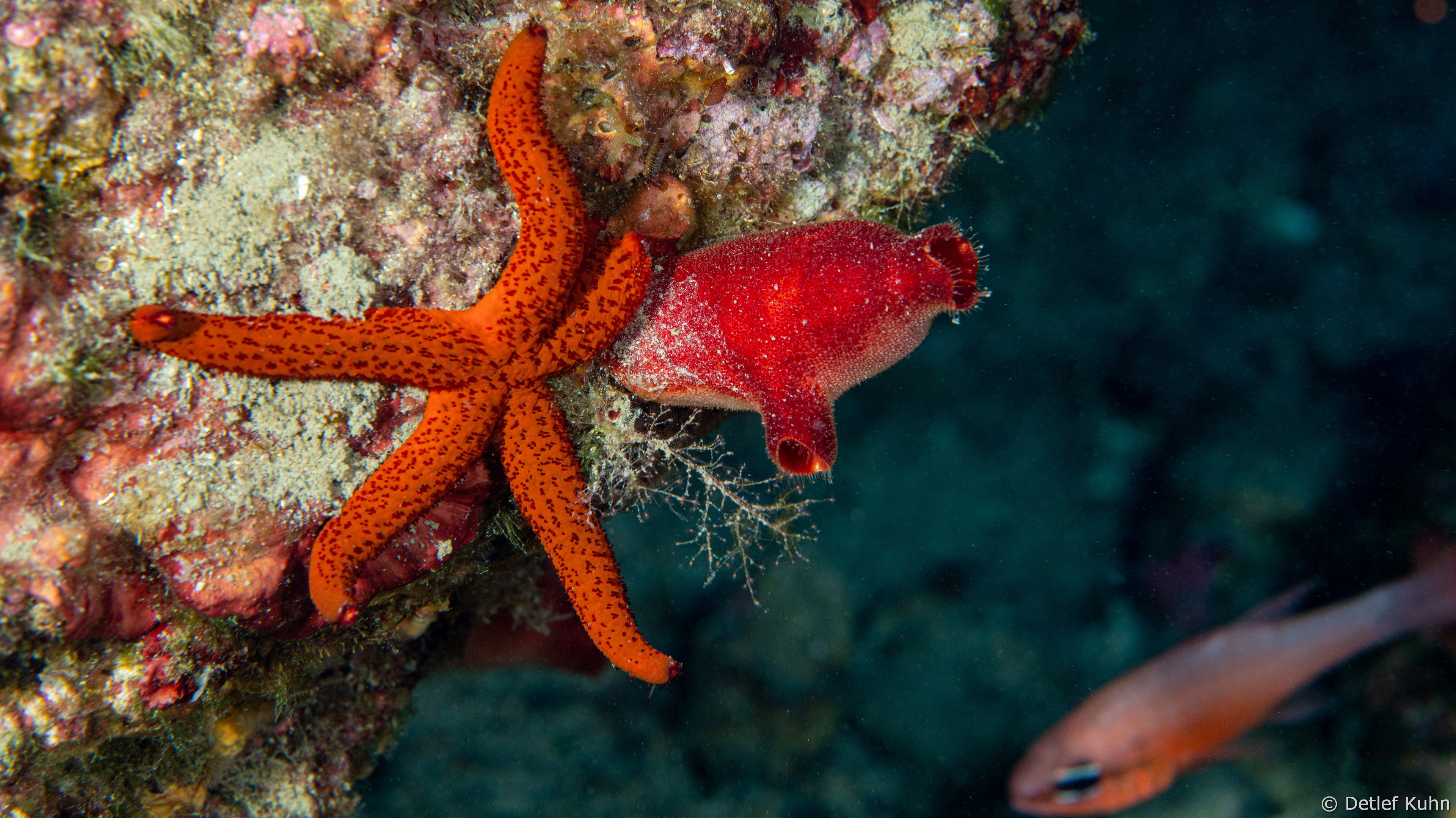 Punta Chiappa Ponente	
