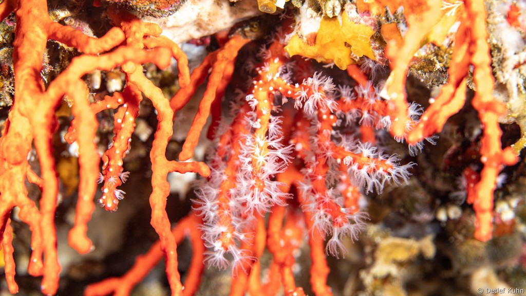 Punta Chiappa Ponente	