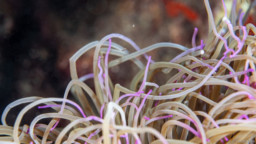 Punta Chiappa Ponente	