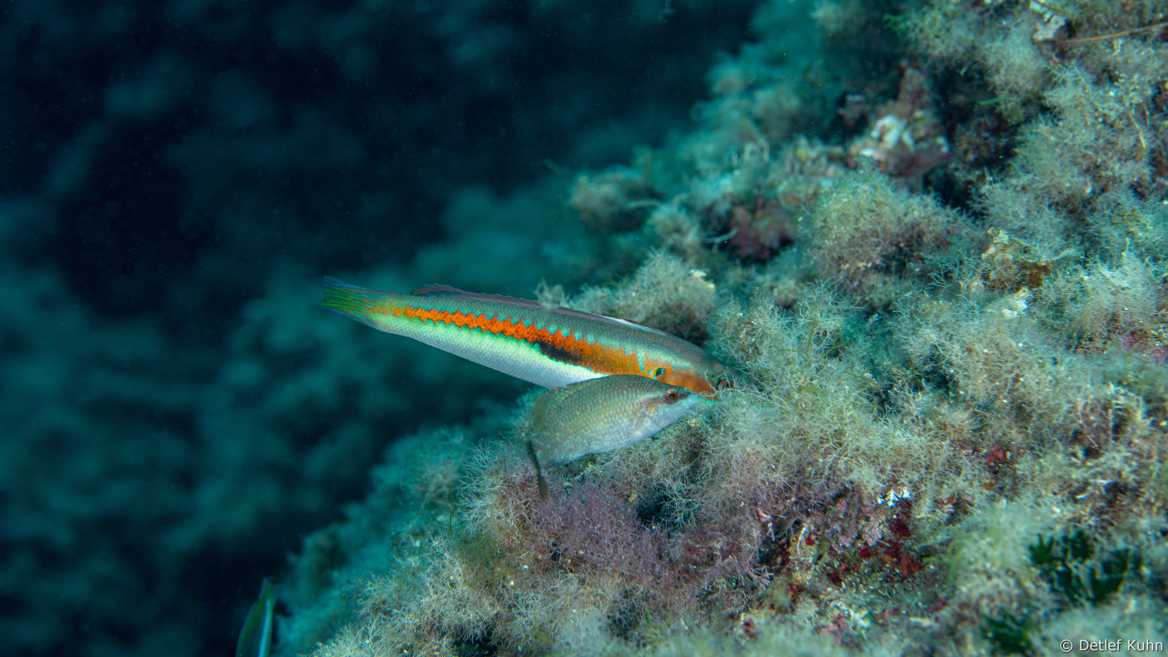 Punta Chiappa Ponente	